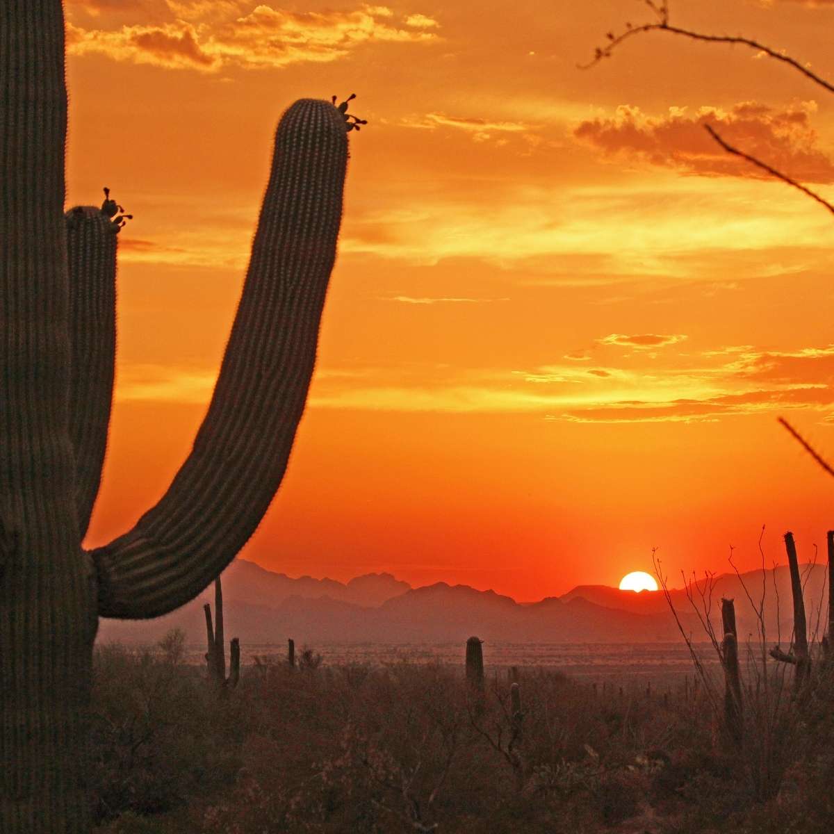Best Things to Do in Tucson, AZ